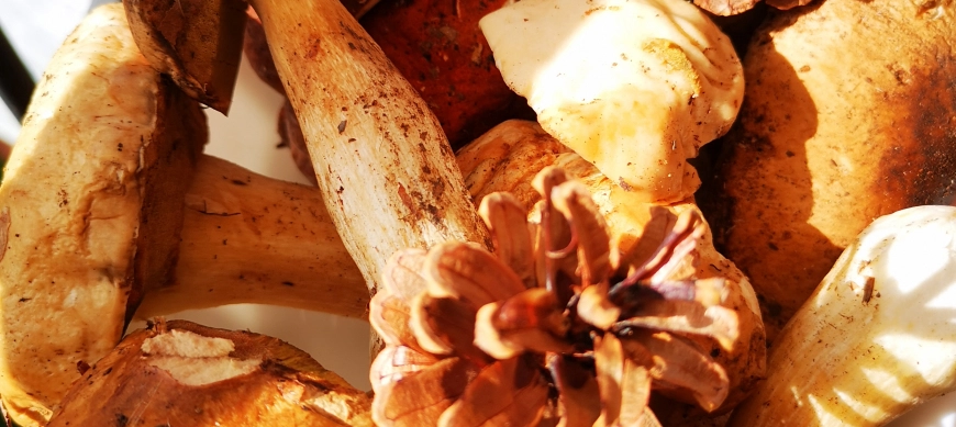 Otoño un tanto peculiar, pero ya hay Boletus!